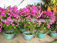 Bougainvillea spectabilis flower shrubs