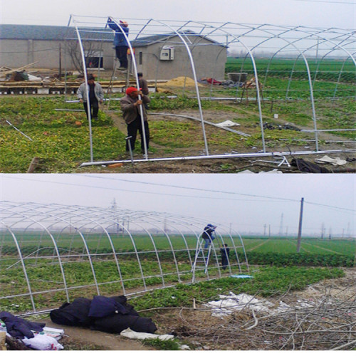 Single Span Plastic Film Greenhouse For Plant