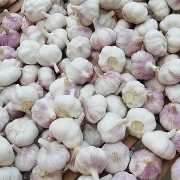 Alibaba good quality cheap garlic