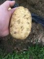 Partihandel med ekologiskt färskt potatispris