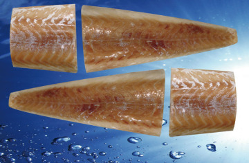 Frozen Saithe Fillet Portion, Saithe Fish