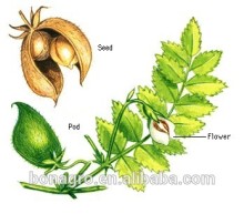 chinese chick peas,good quality!