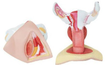 Female genital anatomy model