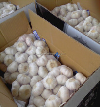 garlic price shandong fresh garlic chinese garlic