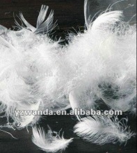 Fresh white washed duck feathers for sale