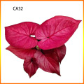 caladium mix color in stock