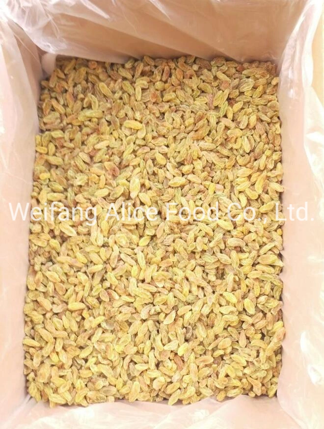 Good Price Natural Drying Good Price Yellow Raisin Golden Raisin