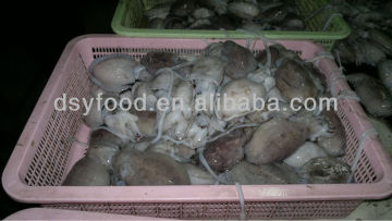 Whole Clean Cuttlefish