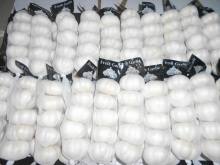 New Crop First level Pure White Garlic