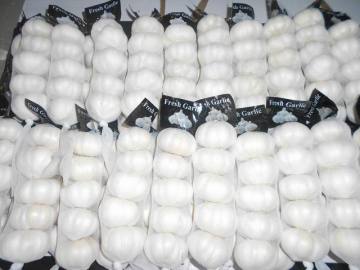 New Crop First level Pure White Garlic