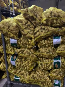 New Crop Fresh Ginger