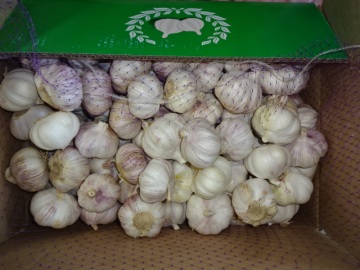 Normal Garlic Fresh New Crop