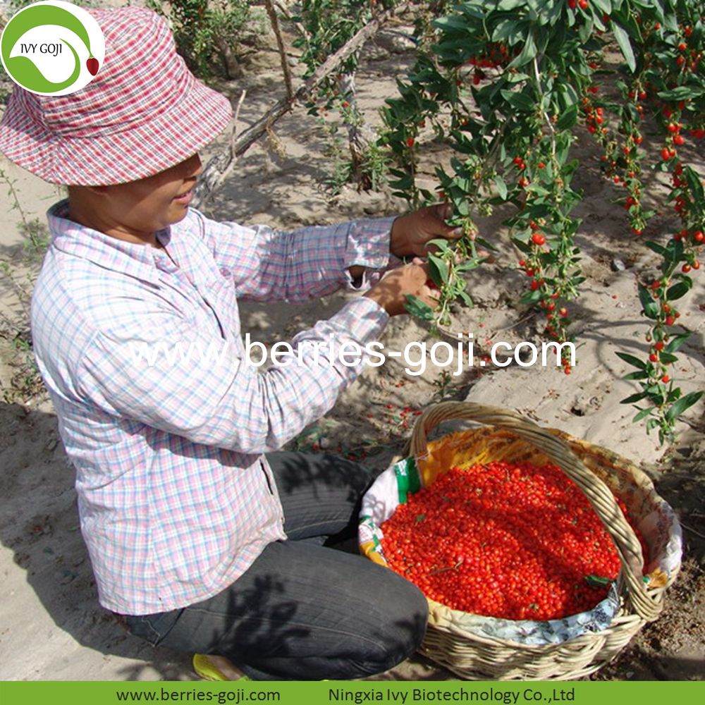 Goji-Beeren goji berry
