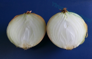 New Crop Reliable Quality Yellow onions