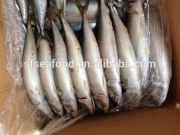 fish export to Africa pacific mackerel