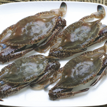 Zhoushan Frozen Swimming Crab Blue