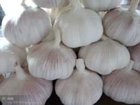 2014 New Crop Garlic Vegetable