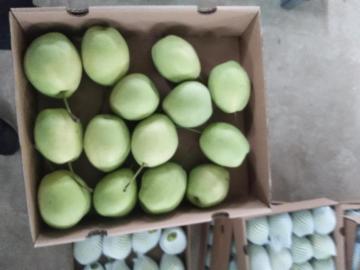 new crop shandong pear