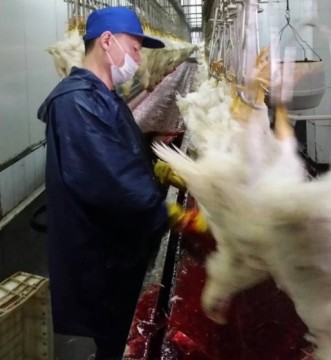 Large Chicken Automatic Killer