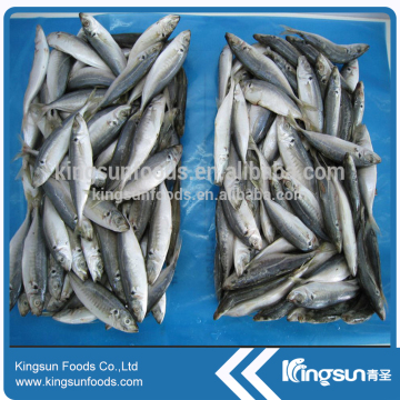 New arrive seafood horse mackerel WR on sale