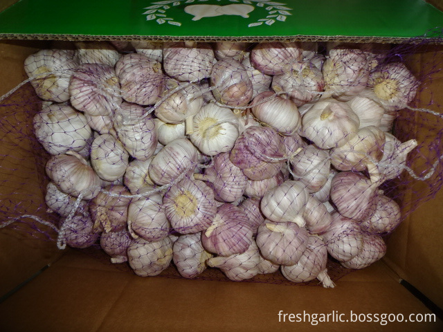 Fresh Regular Garlic Crop 2019