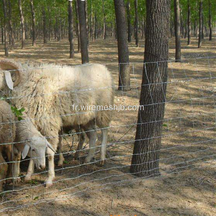 Clôture tissée de fil de champ pour le cerf et la chèvre