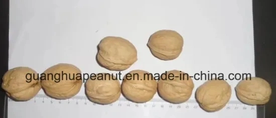 Hot Sales New Crop Walnut in Shell