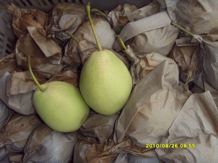 New Crop Green Color Shandong Pear