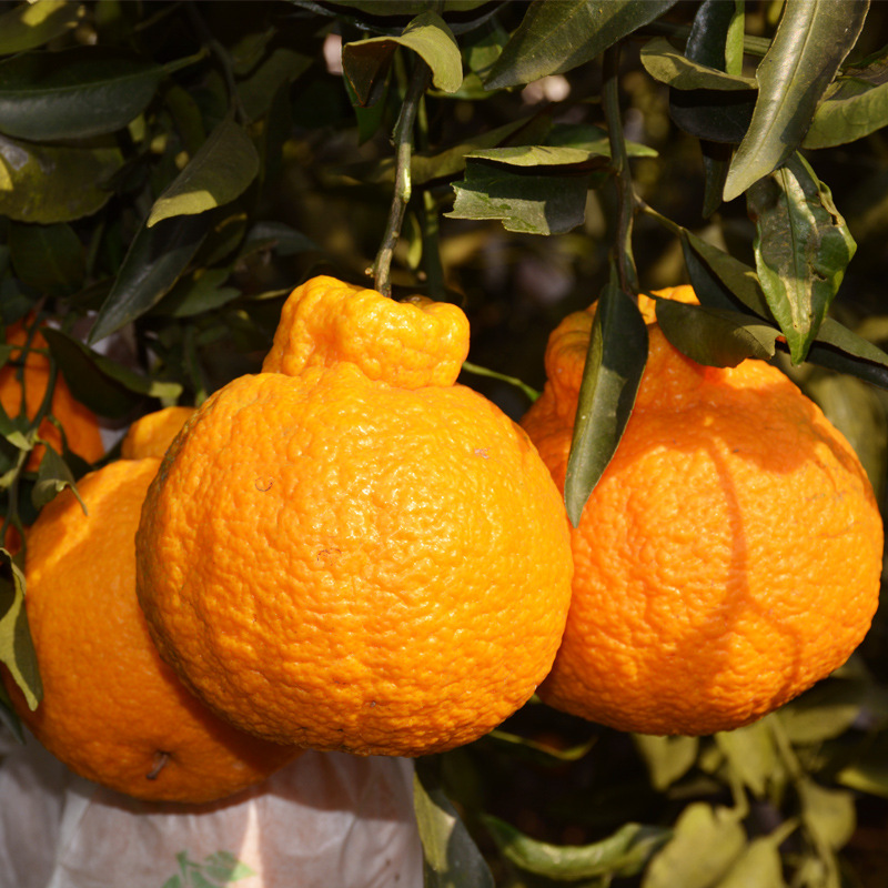 البرتقال نوع البرتقال الطازج للبيع