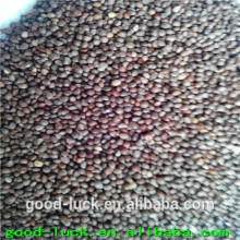 perilla seed price(bird feed)