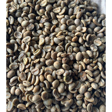 Green Coffee Bean Plant Extract in Chlorogenic Acid