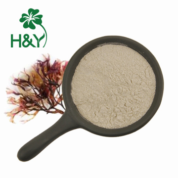 Wild crafted irish sea moss powder Chondrus Crispus