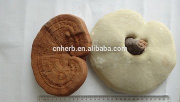 Natural Reishi/Reishi Mushroom/Lingzhi