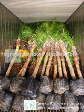 indoor ornamental palm trees