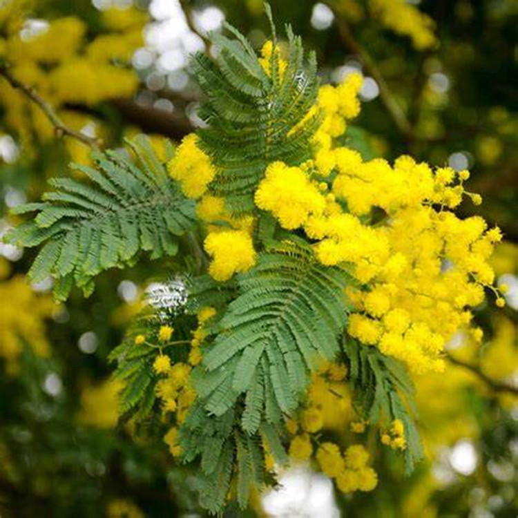 Óleo essencial de flor de cassie natural puro