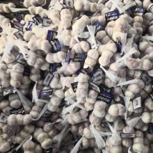 Good Garlic With Small Packing