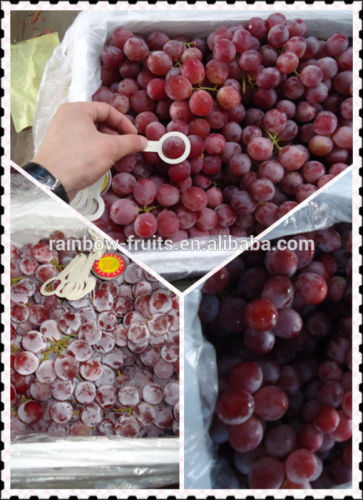 Chinese fresh fruit of fresh grapes
