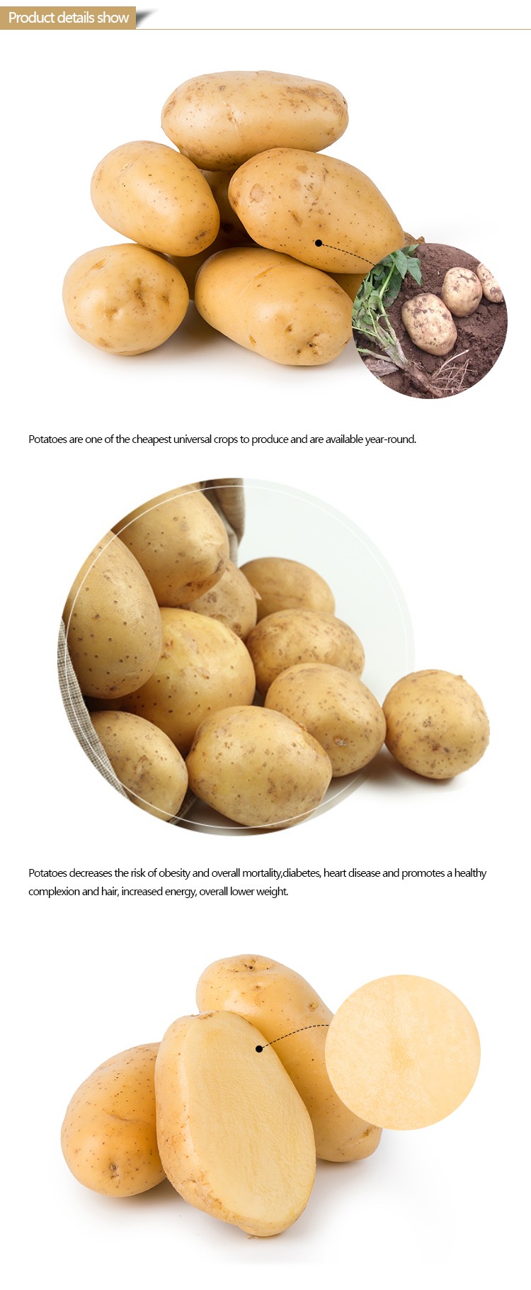 Export large seed potato