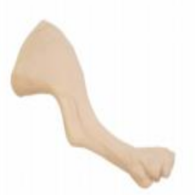 Medium sized canine hind limb intravenous infusion model