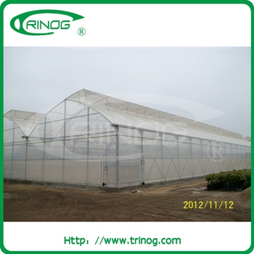 Tomato hydroponic growing greenhouse for agriculture