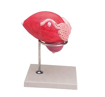 Enlarged Plastic Bladder and Prostate Anatomy Model - Urinary System Educational Tool