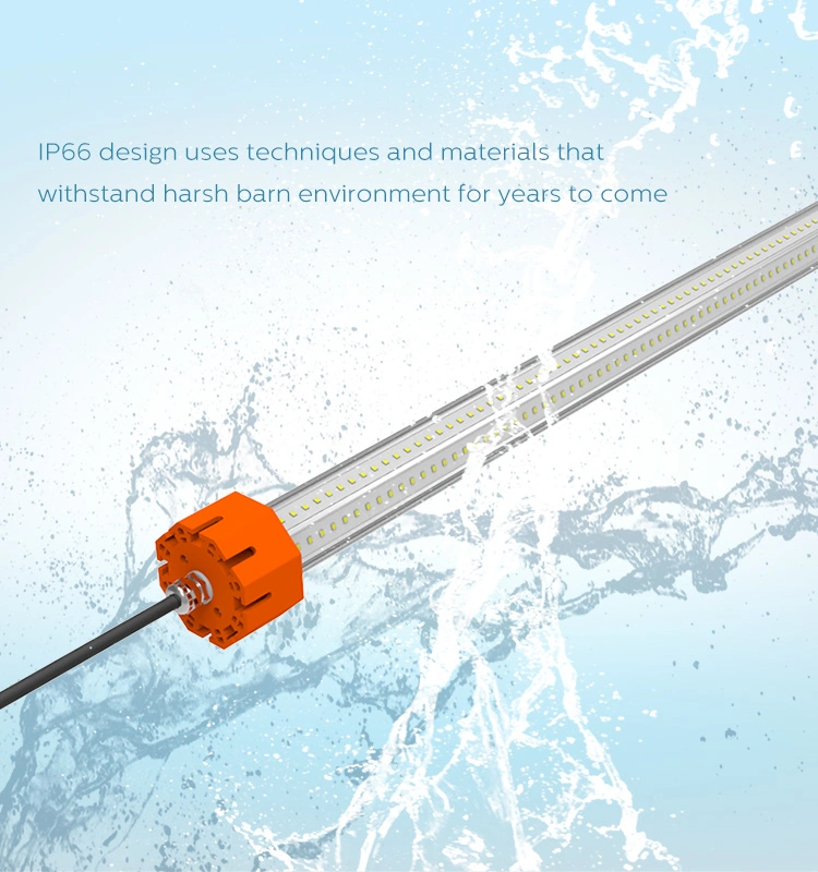 Flicker Free IP66 LED T13 Lighting System for Poultry Farming