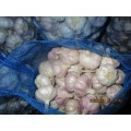 Buy High Quality Normal White Garlic