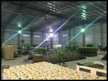 Curving Stem Artificial Fern Tree