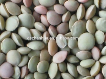 2015 Crop Chinese Green Lentils