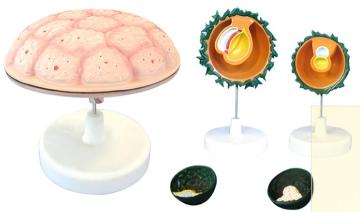 Fetal Accessory Model (5 Parts)