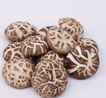 Fresh Cultivated King Flower Shiitake Mushroom