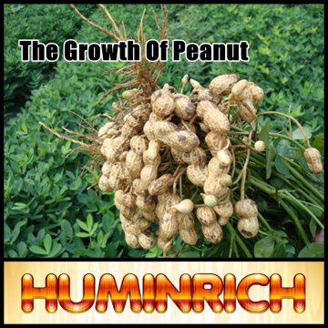 FAQ-The Growth Of Peanut