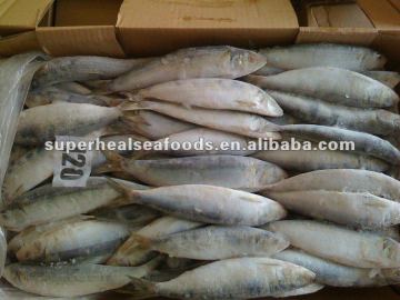 Frozen Sardines
