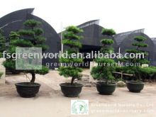 podocarpus macrophyllus bonsai trees
